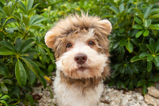 Portrait of a havapoo wearing a fur headband with lion ears sitting in a garden