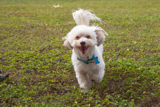 Happy white havapoo in a garden running