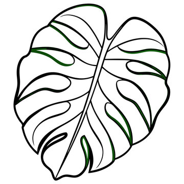 monstera leaf outline green accents clip art preview