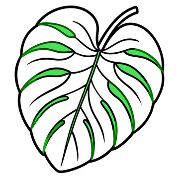 green and white monstera leaf outline clip art preview