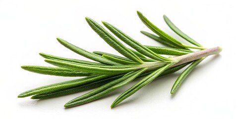 Fototapeta premium Rosemary leaf herbal spices isolated on background, rosemary, herbs, cooking, seasoning, aromatic, culinary, ingredient, plant