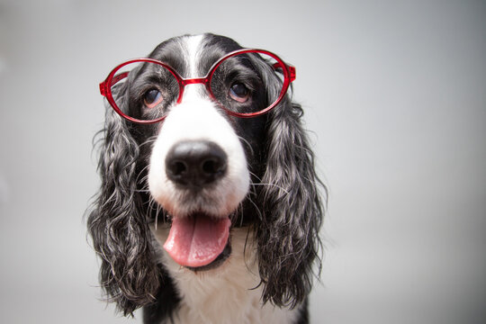 Portrait of an English springer spaniel wearing a pair of glasses
