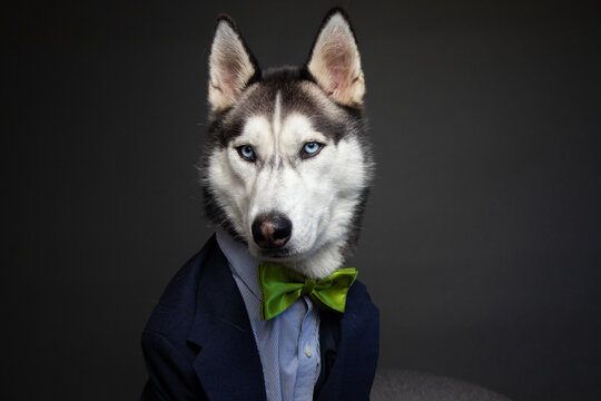 Close-up of a husky dressed in a suit with a bow tie