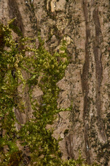 Close up bark texture on a tree trunk covered in moss, background, backdrop