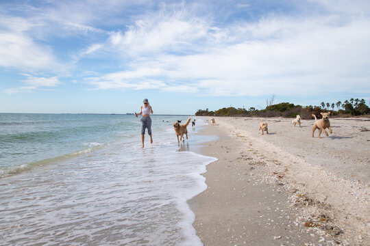Woman running on beach with a group of assorted dogs, Florida, USA