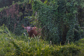 Banteng forage in the forests of Thailand.