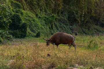 Banteng forage in the forests of Thailand.