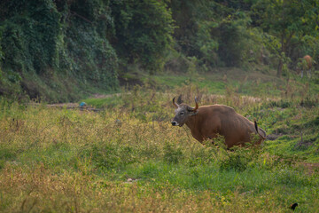 Banteng forage in the forests of Thailand.