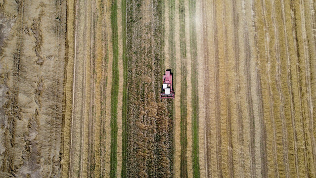 Aerial view of a tractor harvesting a wheat field, Italy