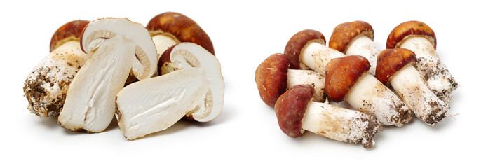 Tricholoma matsutake on white background