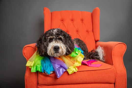 Brown Bernedoodle lying on a chair wearing a Gay Pride rainbow collar