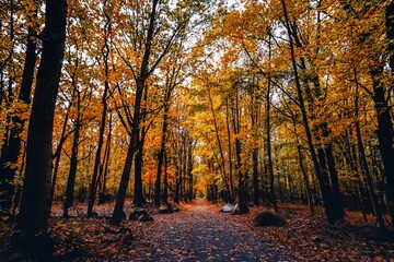 Obraz premium autumn in the woods