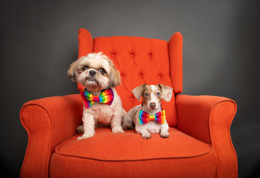 Tri coloured Dachshund and Shih Tzu sitting on an orange armchair wearing striped bow ties