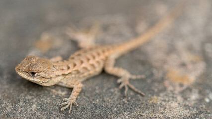 Coast Range Fence Lizard Hatchling. Mountain View, Santa Clara County, California.