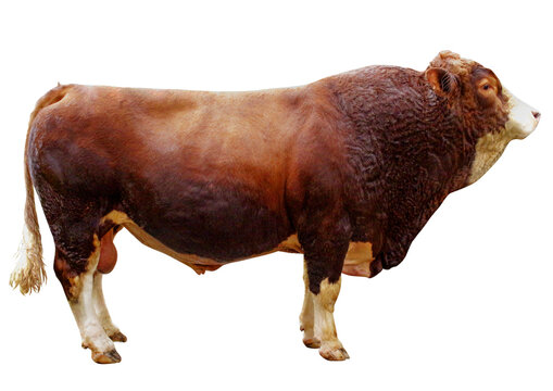 highland cow isolated transparent hoffman