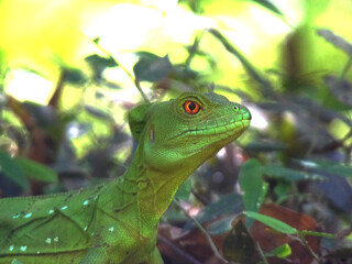 Green tropical dragon among foliage