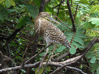 Tiger heron standing near water