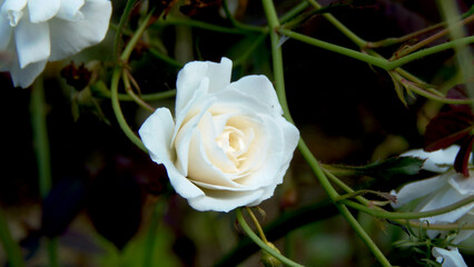Close up of a white flower