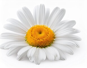 Fototapeta premium chamomile isolated on white background, full depth of field
