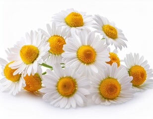 Fototapeta premium chamomile isolated on white background, full depth of field
