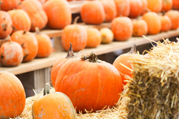 Pumpkins of various shapes and sizes sitting on wooden shelves, surrounded by dry hay at a pumpkin patch market