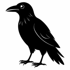Fototapeta premium Crow isolated on white background, crow vector illustration, bird on a branch vector art, crow silhouette, bird vector icon, peacock on a branch line art, eps, raven on a branch cartoon