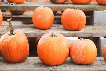 Pumpkins of various shapes and sizes sitting on rustic wooden shelves at a pumpkin patch market