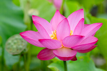 早朝の美しい蓮02