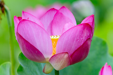 早朝の美しい蓮01