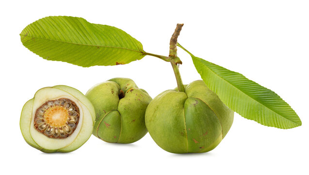 fresh elephant apple (Dillenia Indica fruit) with leaves on white background.