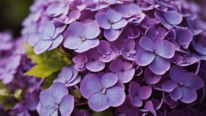  purple hydrangea flowers.