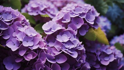  purple hydrangea flowers.