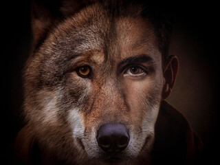 Conceptual close-up portrait of a man morphing into a werewolf