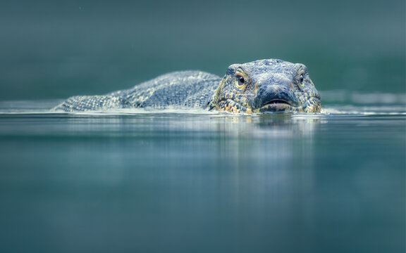 Close-up front view of an Asian water monitor (Varanus salvator) swimming in a lake, Thailand