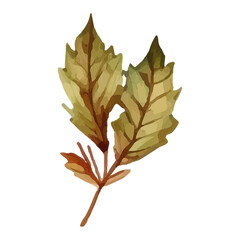 Watercolor painting of two brown leaves on a stem.