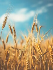 Obraz premium Golden Wheat Field Under Blue Sky - Agriculture and Nature Background