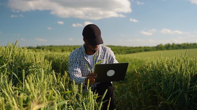 African American farmer in the field checking green wheat ears crop harvest