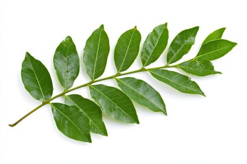 Fototapeta premium Curry leaf branch isolated on white