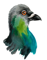 Pigeon head. Hand drawn watercolor illustration