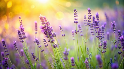 Naklejka premium Blurred summer background featuring wild grass and lavender flowers, nature, outdoors, vibrant, botanical, meadow