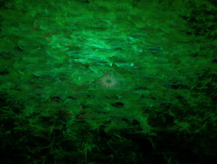 Imaginatory fractal abstract background Image