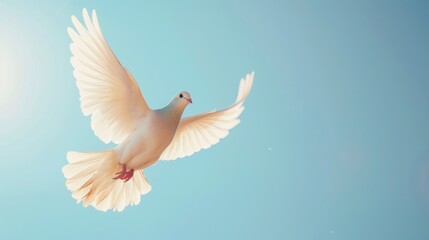 Fototapeta premium White Dove in Flight Against a Blue Sky.