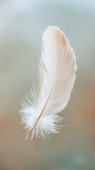 Delicate White Feather on a Soft Background.