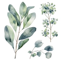 Watercolor painting of eucalyptus leaves and branches.