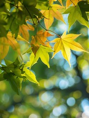 Obraz premium Vibrant Autumn Leaves with Soft Bokeh Background