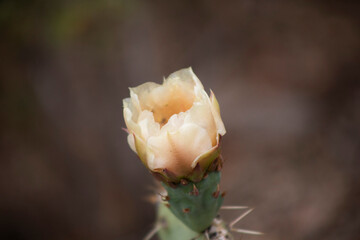 Cactus Flower