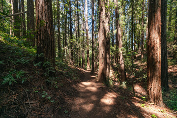 red wood forest outdoor nature summer