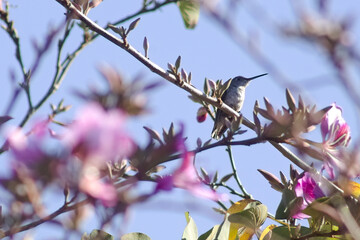 Hummingbird in a tree at Parque 9 de Julio, Tucumán