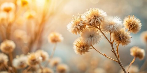 Vintage fluffy dried flowers with buds on a light natural blur background macro , dried, vintage, fluffy, flowers, buds, light