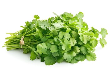 Fototapeta premium Cilantro branch isolated on white